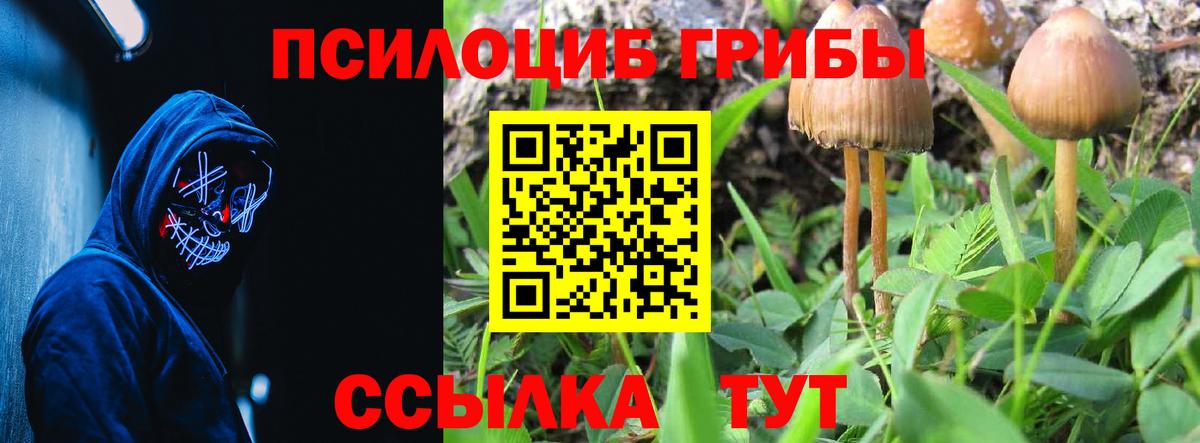 Псилоцибиновые грибы Psilocybine cubensis Сорочинск